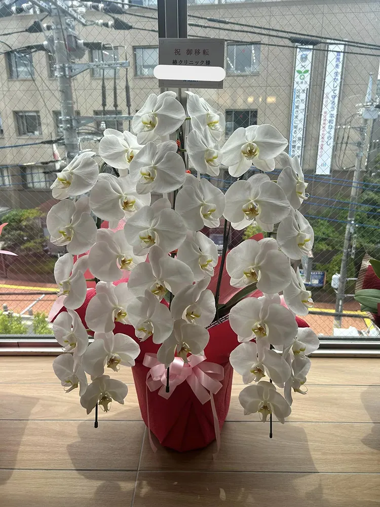 お祝いにいただいたお花